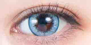 パーフェクトシリーズ  フルブルーム ネコヤナギ